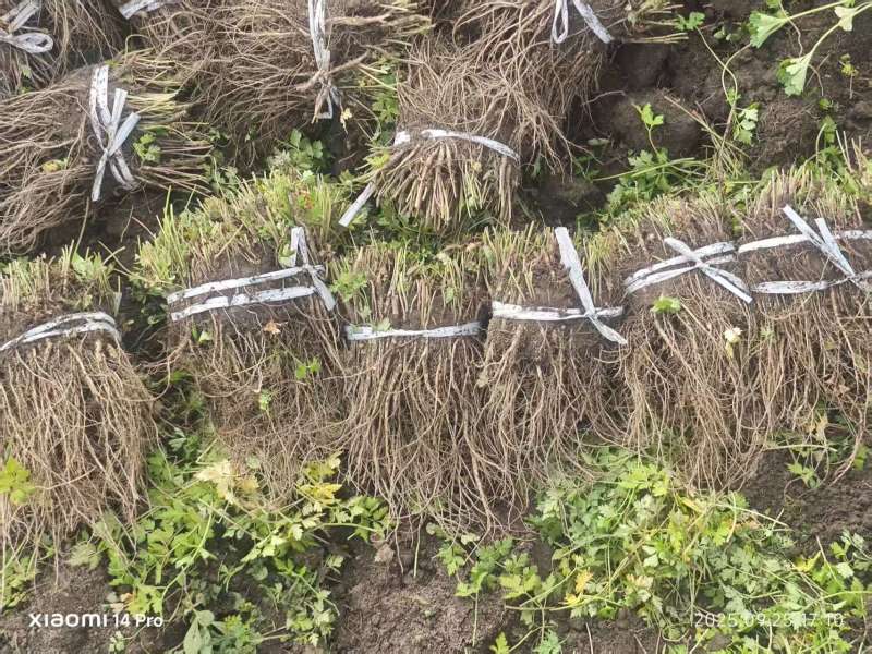 甘肃当归苗，带土净苗都有成活率高需要老板联系，可商议