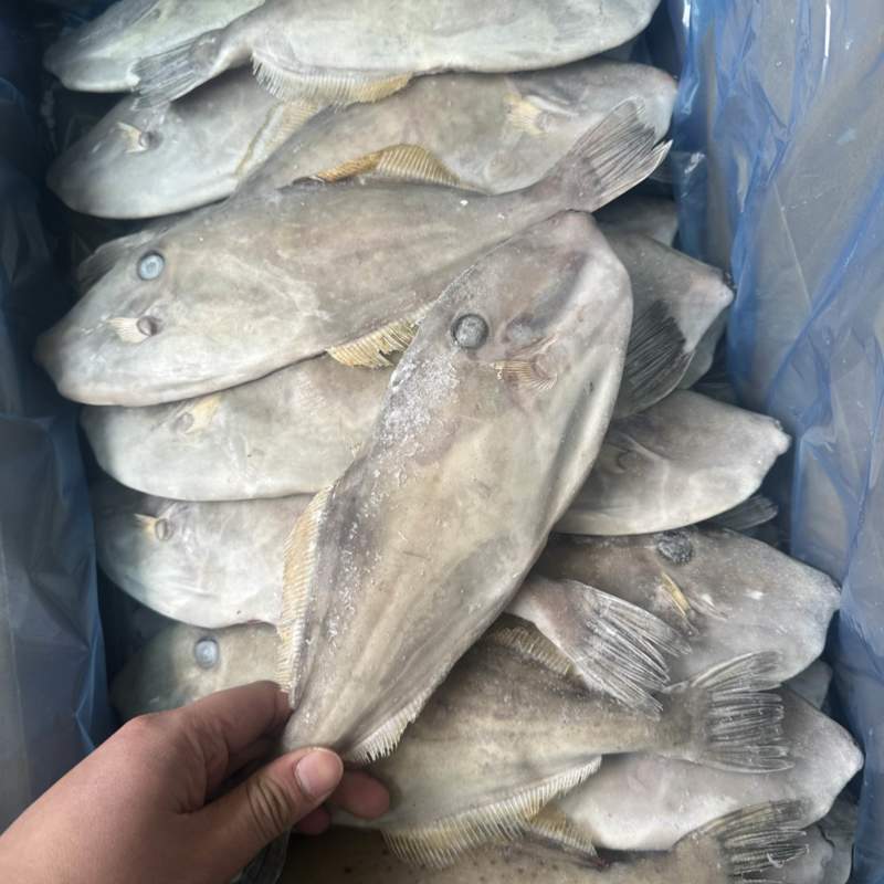 马面鱼300/500