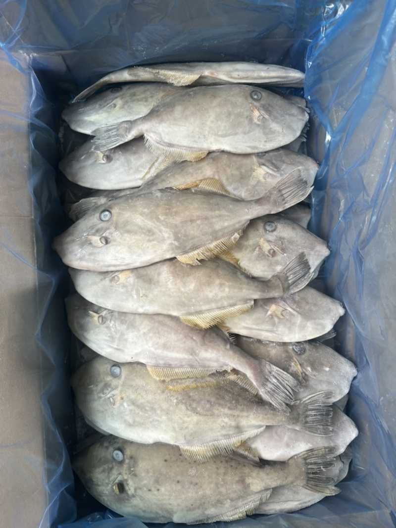 马面鱼300/500