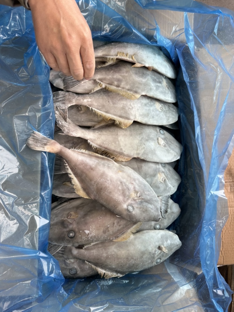 马面鱼300/500