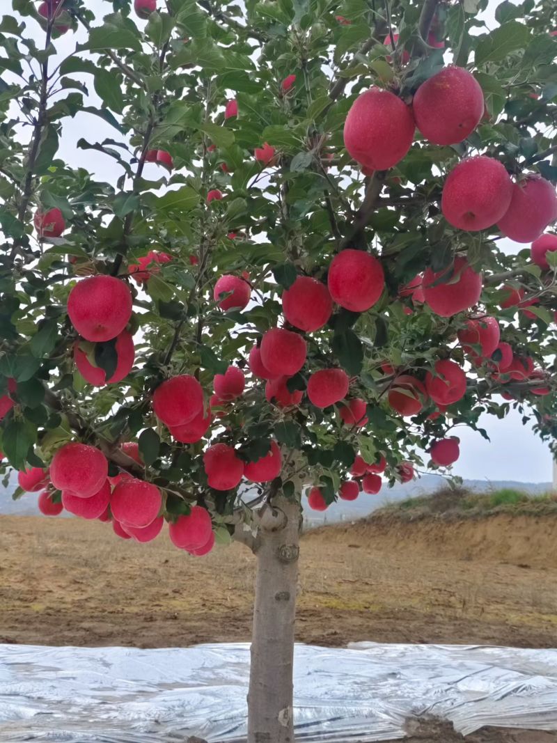 红富士苹果。甘肃静宁红富士苹果冷库直供，货源充足。