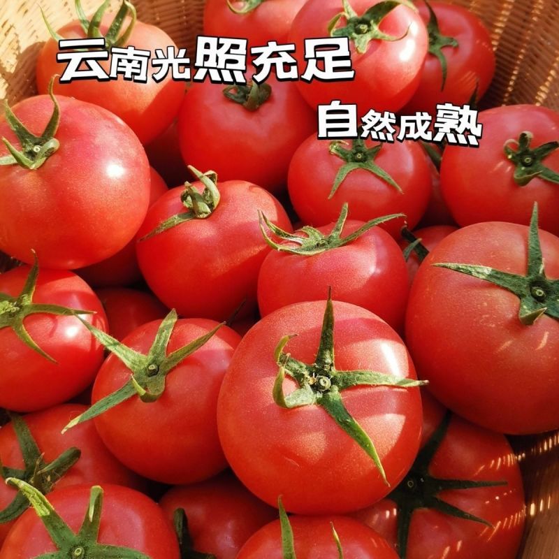 。西红柿大量上市，全国发货，欢迎进店沟通。