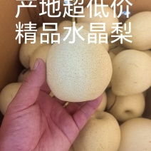 1.25号产地精品水晶梨，货好价格低，有需要的老板联系我