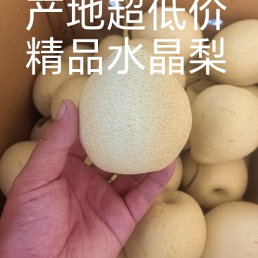 1.25号产地精品水晶梨，货好价格低，有需要的老板联系我
