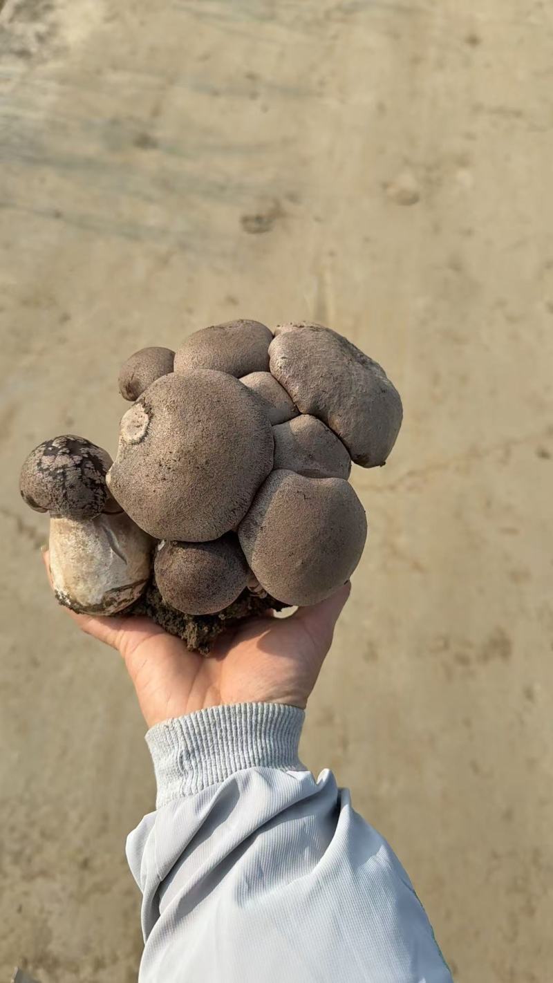 鲍鱼菇