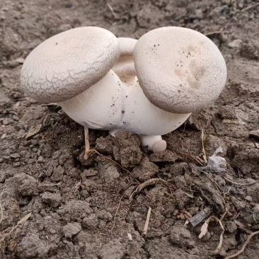 鲍鱼菇