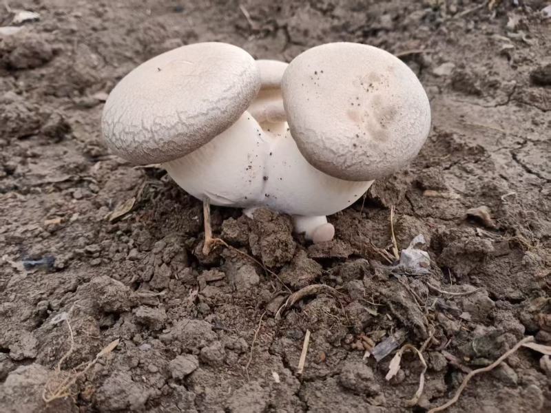 鲍鱼菇