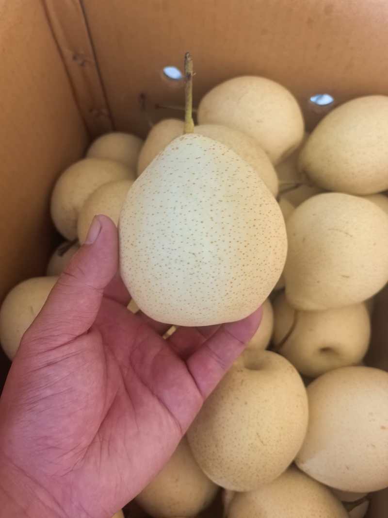 1.25号产地精品水晶梨，货好价格低，有需要的老板联系我