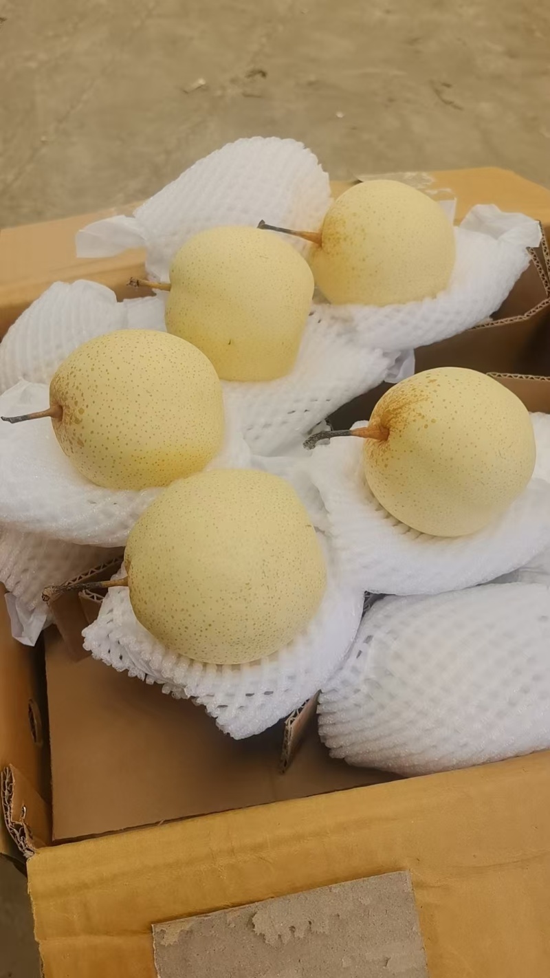 1.25号产地精品水晶梨，货好价格低，有需要的老板联系我