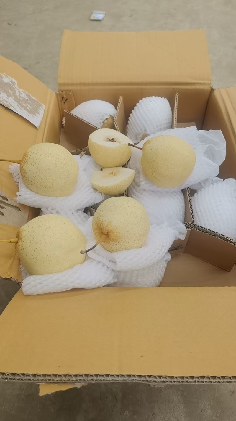 1.25号产地精品水晶梨，货好价格低，有需要的老板联系我