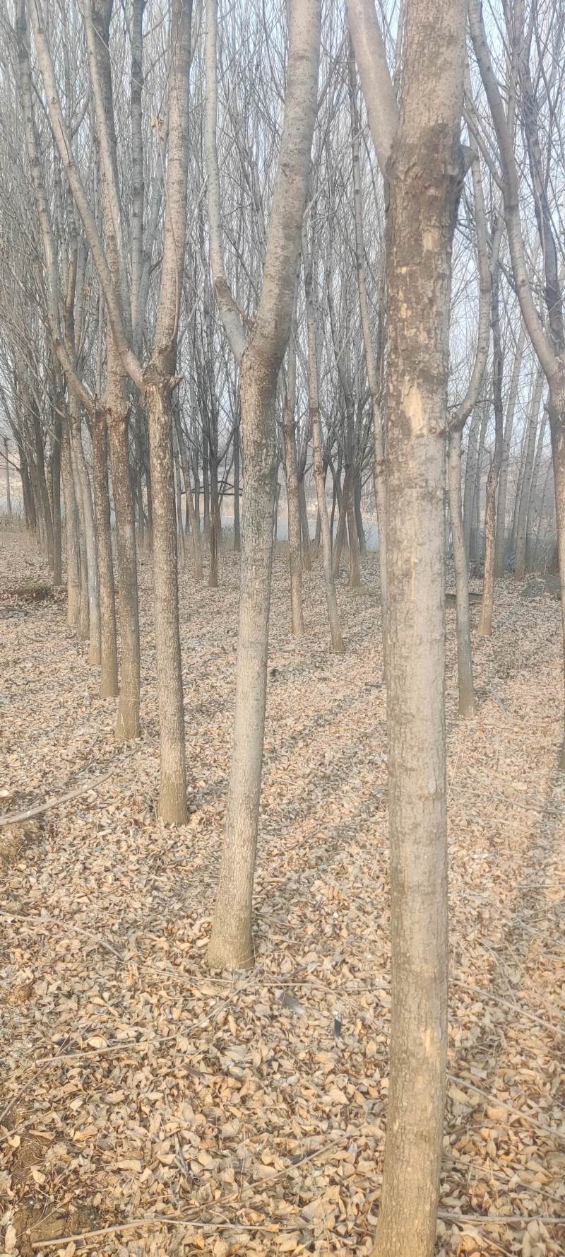 精品15公分白蜡树树形好看现低价处理速速抢购
