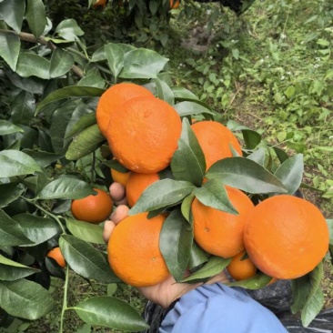 沃柑