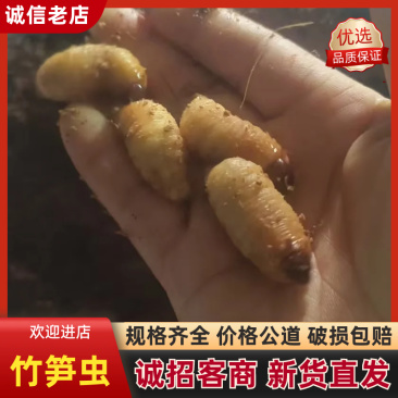 竹笋虫/河北承德发货/农家自己养殖/大量现货