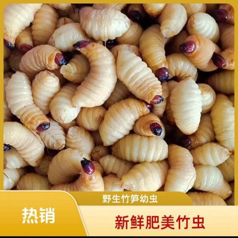 竹笋虫/河北承德发货/农家自己养殖/大量现货