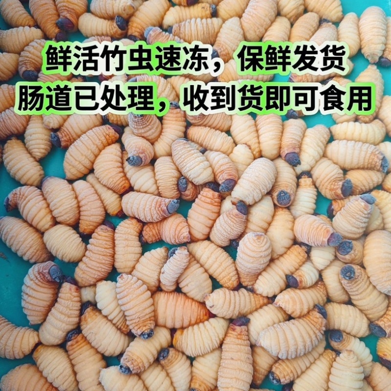 竹笋虫/河北承德发货/农家自己养殖/大量现货