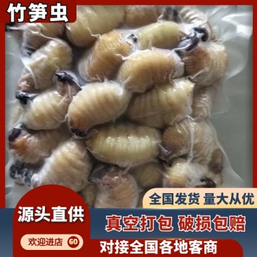 河北承德竹笋虫/当天下单/当天配货/大量有货