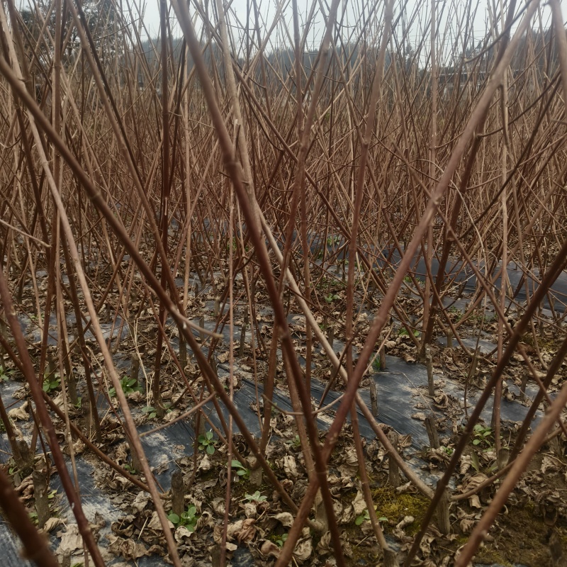神仙豆腐树苗斑鸠豆腐树苗基地直供量大