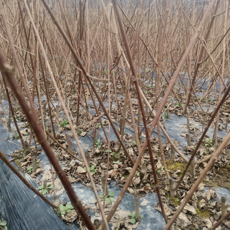 神仙豆腐树苗斑鸠豆腐树苗基地直供量大