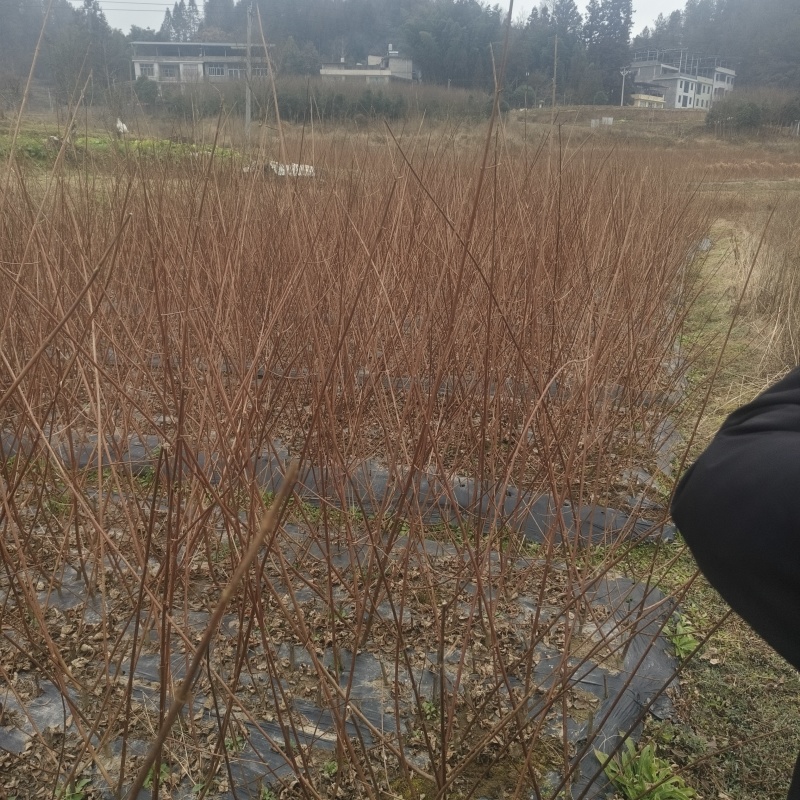 神仙豆腐树苗斑鸠豆腐树苗基地直供量大