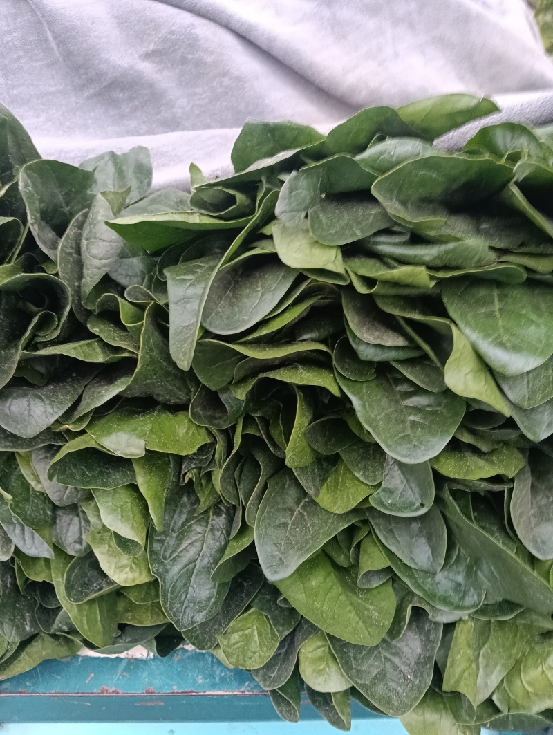 菠菜一手货源量大从优品质保证欢迎来电