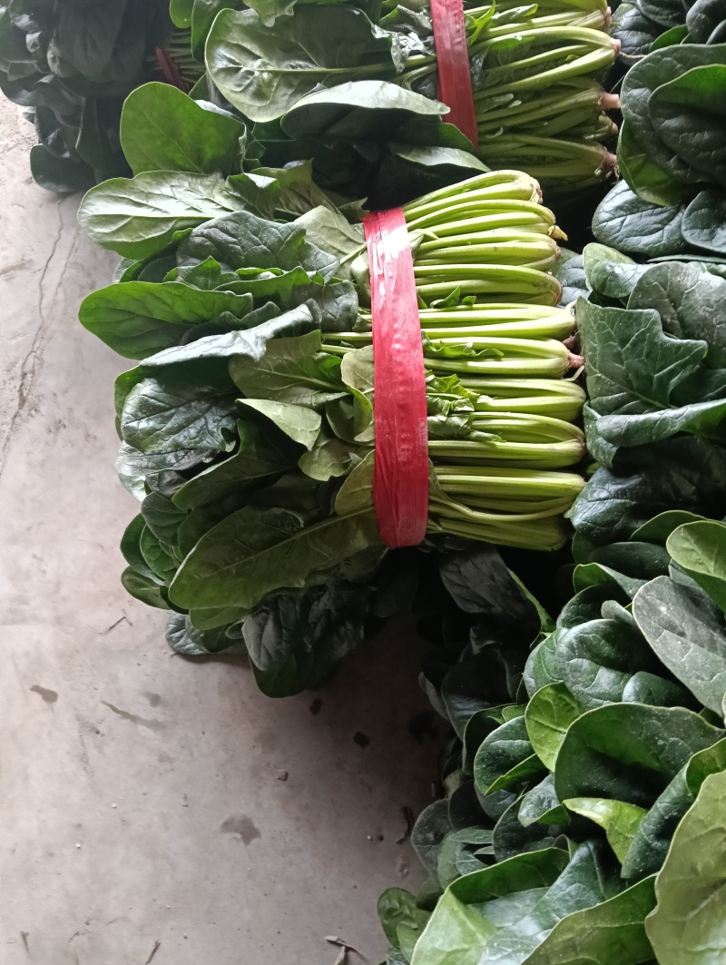 菠菜一手货源量大从优品质保证欢迎来电
