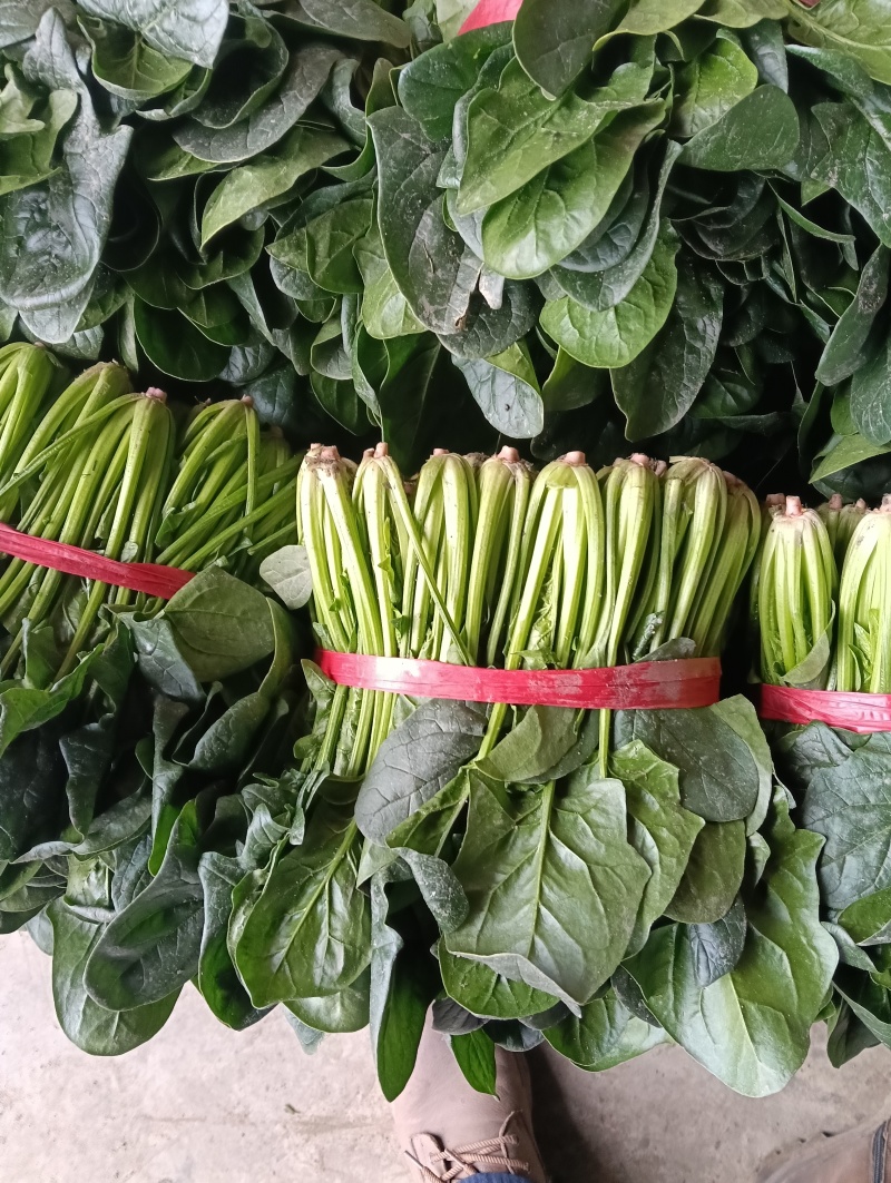 菠菜一手货源量大从优品质保证欢迎来电