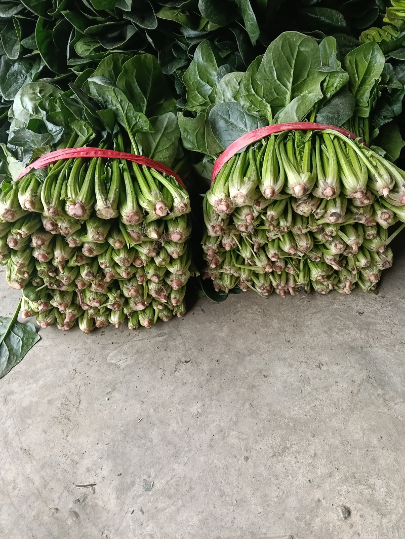 菠菜一手货源量大从优品质保证欢迎来电