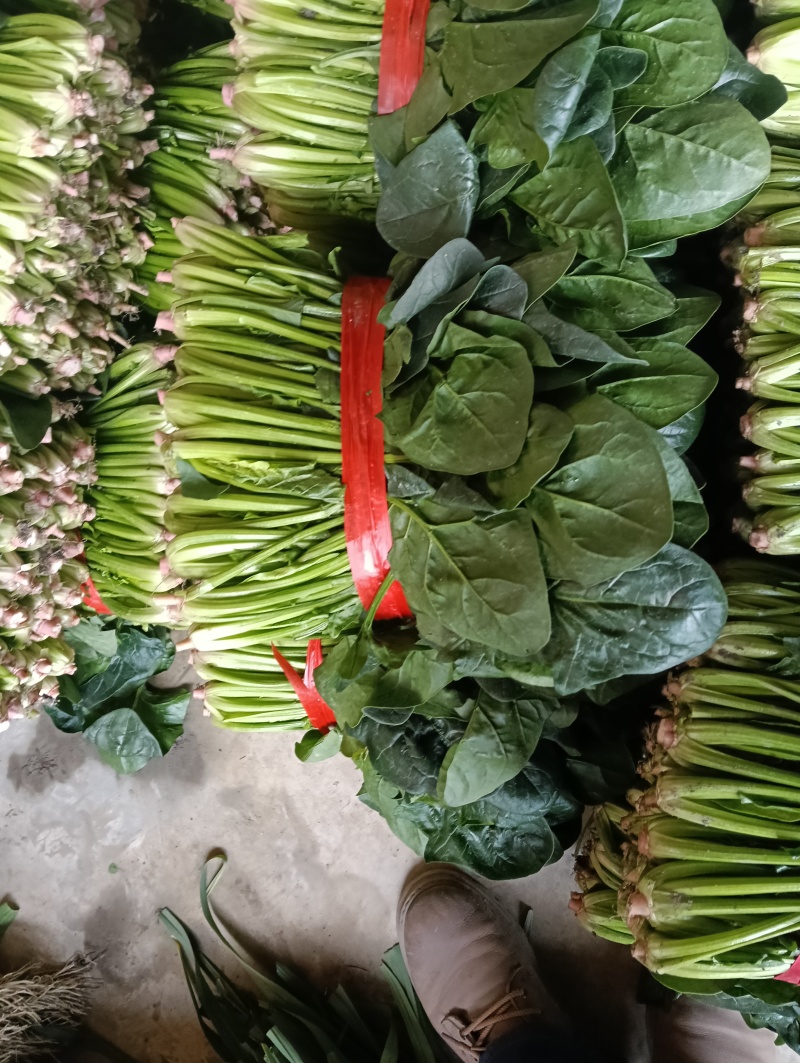 菠菜一手货源量大从优品质保证欢迎来电