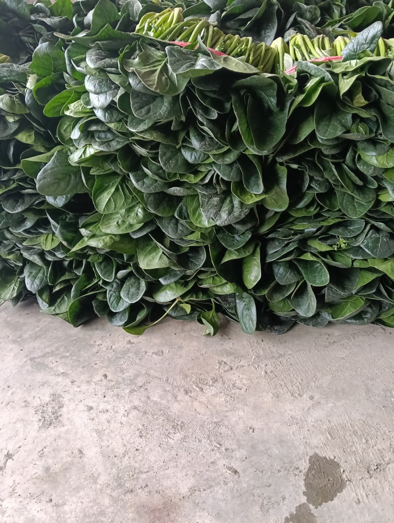 菠菜一手货源量大从优品质保证欢迎来电