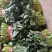菠菜一手货源量大从优品质保证欢迎来电