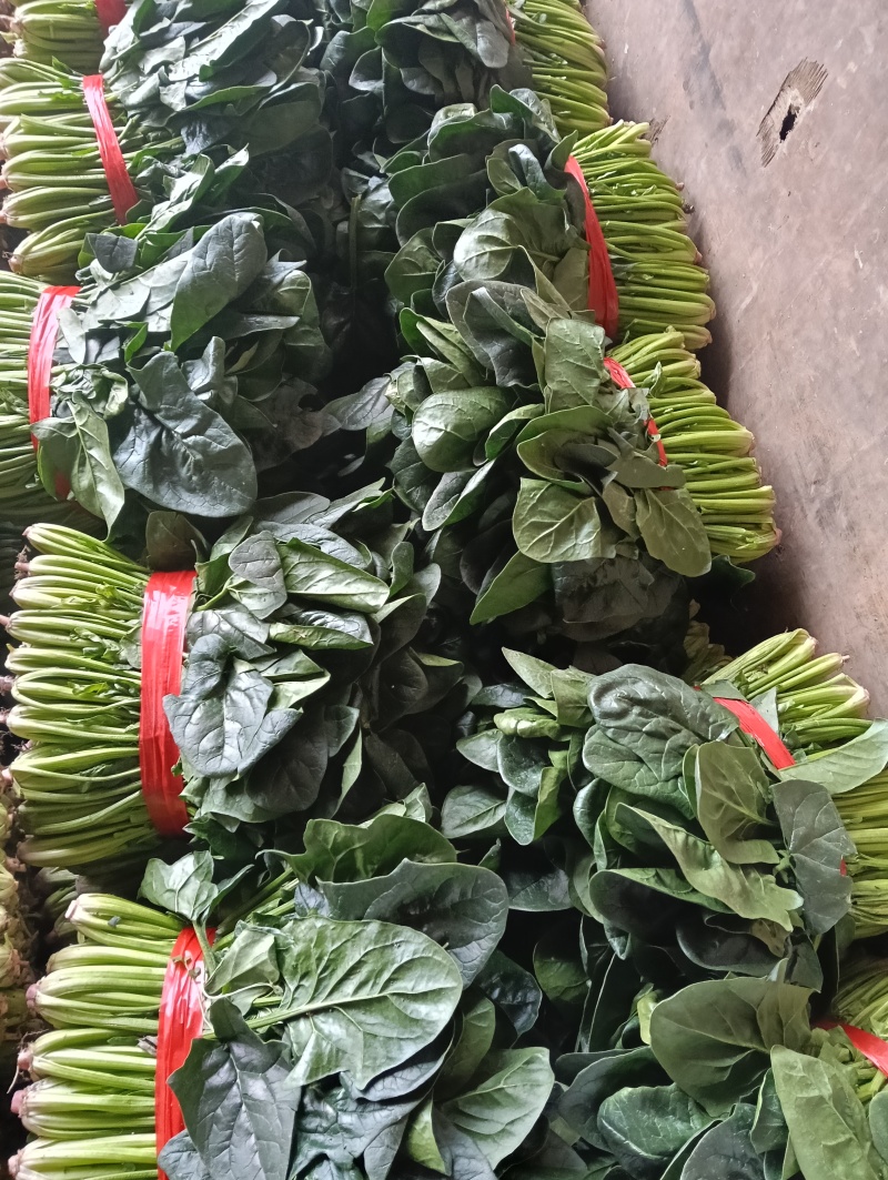 菠菜一手货源量大从优品质保证欢迎来电