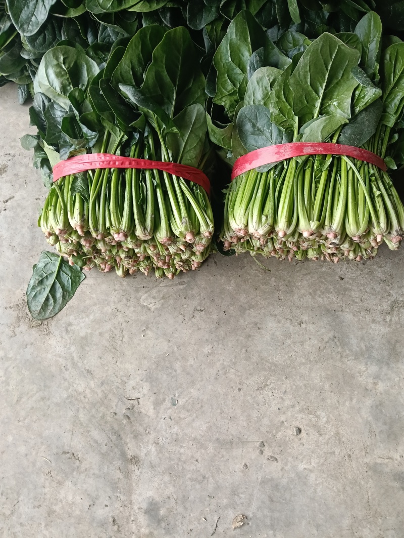 菠菜一手货源量大从优品质保证欢迎来电