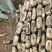 曹县万亩荷塘莲藕种植基地节长7-9厘米、11-13厘米