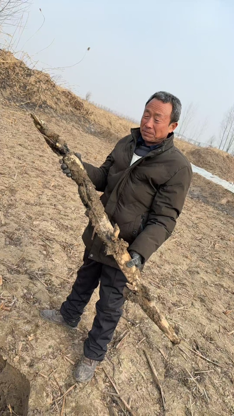 曹县万亩荷塘莲藕种植基地节长7-9厘米、11-13厘米