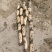 曹县万亩荷塘莲藕种植基地节长7-9厘米、11-13厘米