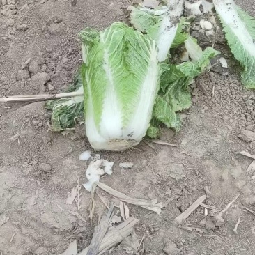 白菜