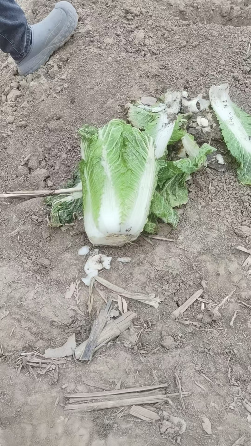 白菜