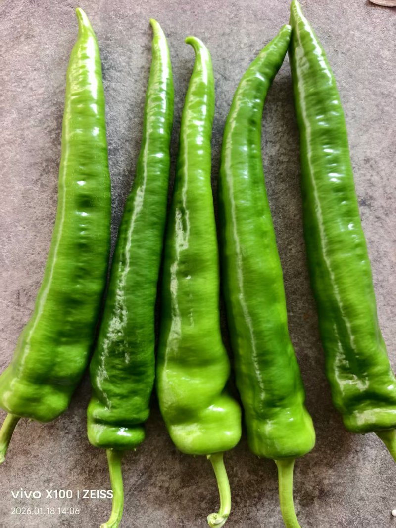 芜湖椒，螺丝椒，黄皮椒，泡椒等各种辣椒直供产地，保质保量