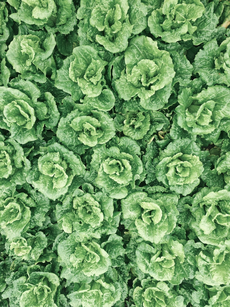 自产自销生菜鲜嫩脆甜快来买特价别错过生菜