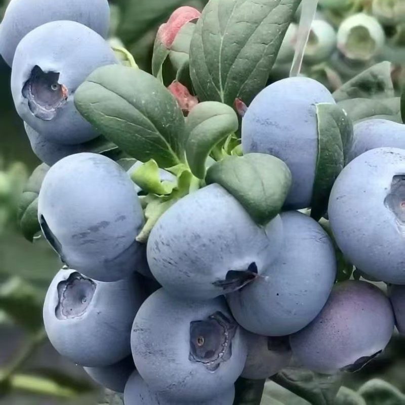 大棚蓝莓