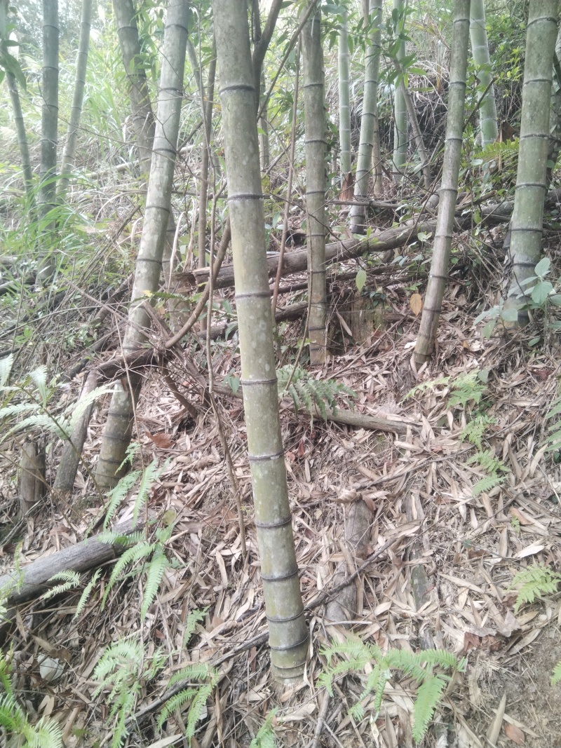 烟斗竹头