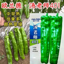 汤老师401泡椒种子薄皮厚肉翠绿皮牛角耐高温露地大泡椒辣