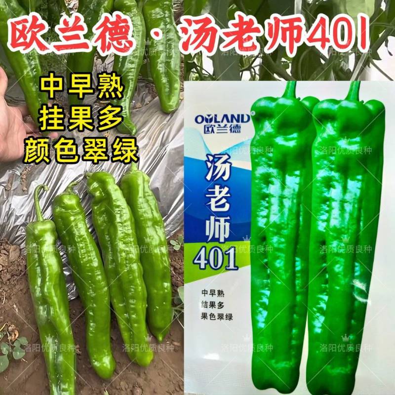 汤老师401泡椒种子薄皮厚肉翠绿皮牛角耐高温露地大泡椒辣