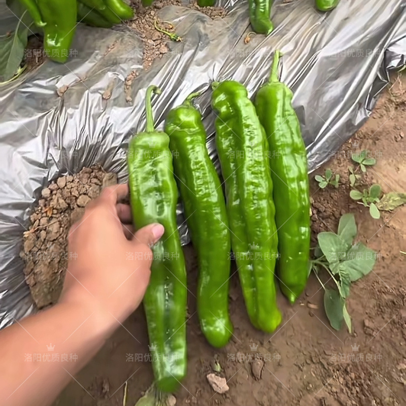 汤老师401泡椒种子薄皮厚肉翠绿皮牛角耐高温露地大泡椒辣