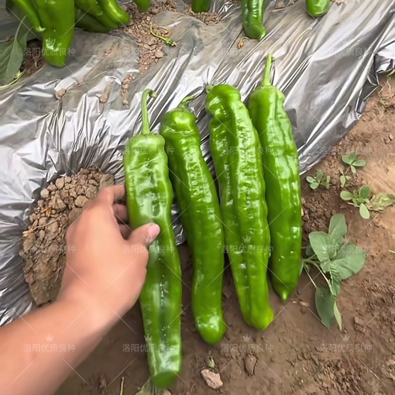 汤老师401泡椒种子薄皮厚肉翠绿皮牛角耐高温露地大泡椒辣