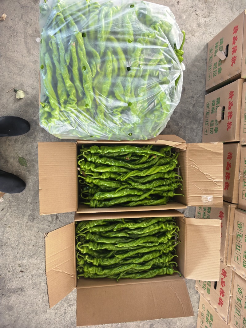 辣椒，芜湖椒，螺丝椒，黄皮椒，泡椒等各种辣椒，一手货源，