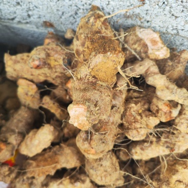 红肉土茯苓鲜货批发价，价钱可谈