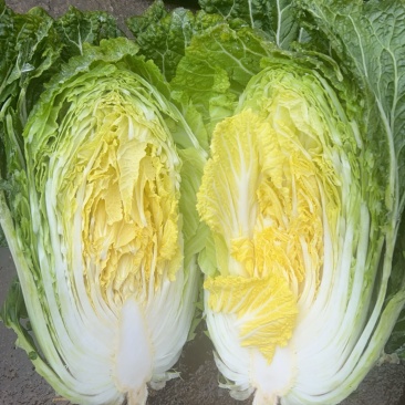 威宁黄心大白菜产地直发！