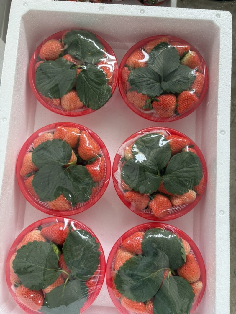 速冻果，罐头果，果汁果，加工果开始了，上货快保质保量，