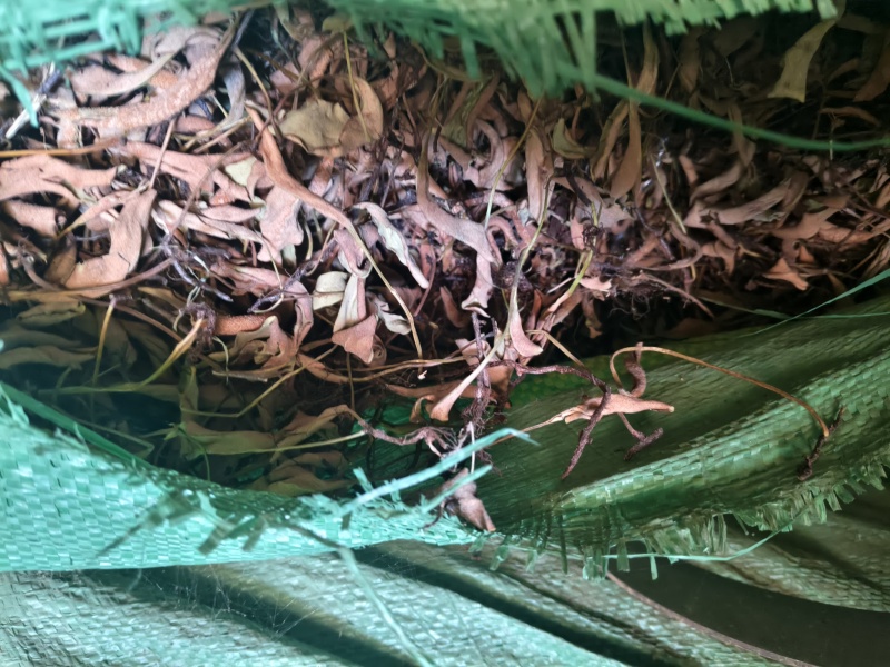 小叶石韦云南产地一手货源量大从优有需要的老板